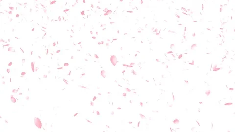 Cherry Blossoms, Pink Flower, Spring Season Video stock 126802041