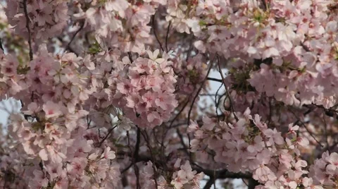CHERRY BLOSSOMS - PINK  Stock Footage 953298
