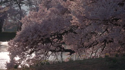Cherry Blossoms by a Pond at Sunset Stockbeeldmateriaal 149838654