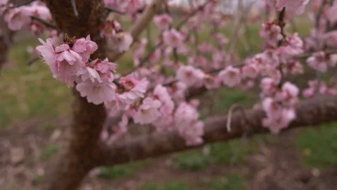 Cherry blossoms - rack focus1 Stock Footage 106345946