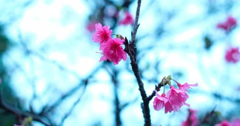 Cherry blossoms in the rain Stock Footage 170410597