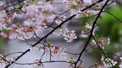 Cherry Blossoms in rain over river in Kyoto, Japan Stock Footage 137269779