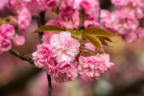 Cherry blossoms with raindrops Stock Photos