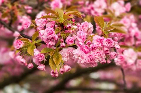 Cherry blossoms with raindrops Stock Photos