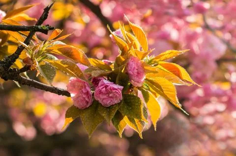 Cherry blossoms with raindrops Stock Photos