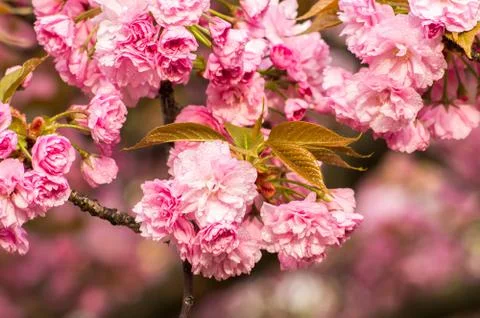 Cherry blossoms with raindrops Stock Photos