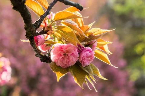 Cherry blossoms with raindrops Stock Photos