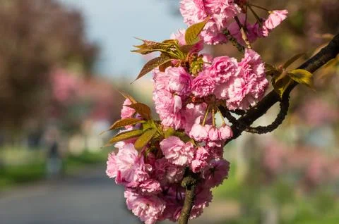 Cherry blossoms with raindrops Stock Photos