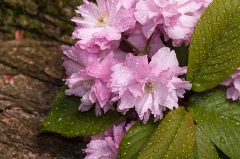 Cherry blossoms with raindrops Stock Photos