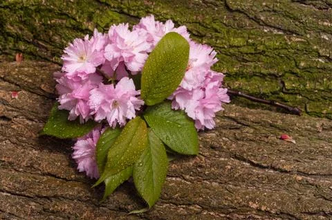 Cherry blossoms with raindrops Stock Photos