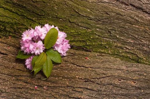 Cherry blossoms with raindrops Stock Photos
