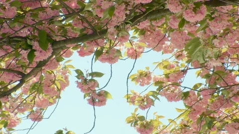 Cherry Blossoms Raining in the Blue Sky Видео 95631740