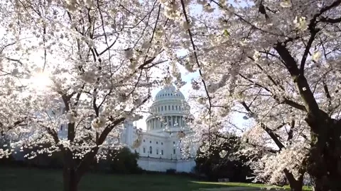 Cherry blossoms reach peak bloom near the US Capitol, Washington, US - 24 Mar 20 Stock Footage 331366795