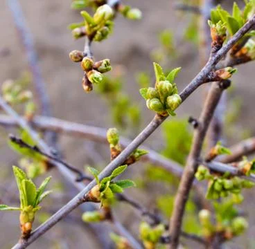 Cherry blossoms ready to bloom Stock Photos