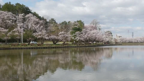 Cherry Blossoms Reflected in a Pond (Panning) Stock Footage 168928974