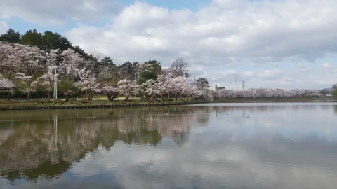 Cherry Blossoms Reflected in a Pond (Time Lapse) Stock Footage 168929058