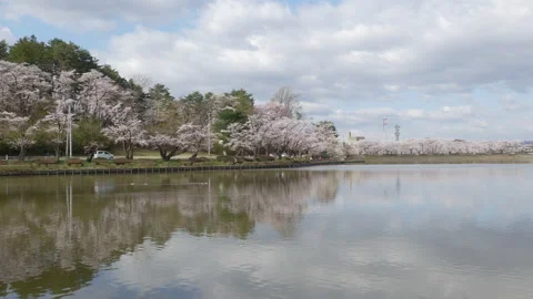 Cherry Blossoms Reflected in a Pond (Zoom In) Stock-Footage 168928939