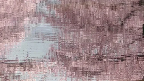 Cherry blossoms reflected in the river Stock Footage 144721414