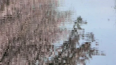 Cherry blossoms reflected in the river Stock Footage 144721545