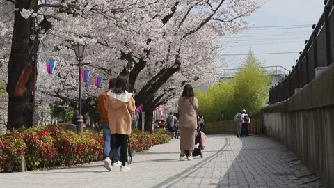 Cherry blossoms in a river side park in Tokyo Stock Footage 237308144