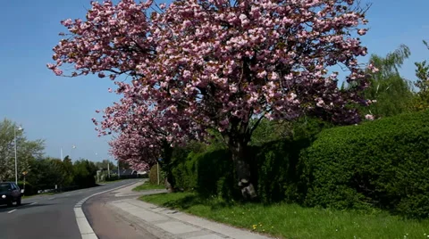 Cherry blossoms at roadside Stock Footage 37644483