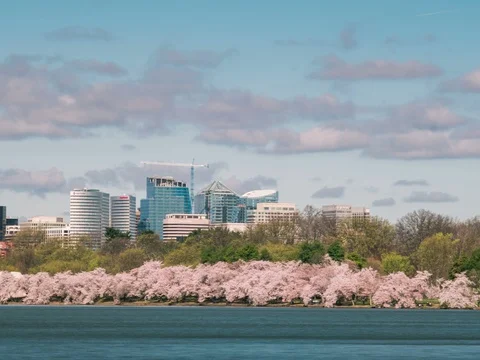 Cherry Blossoms with Roslyn Va Stock Footage 74100249