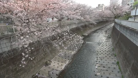 Cherry blossoms (sakura) along a riverside in Tokyo 動画素材 175876445