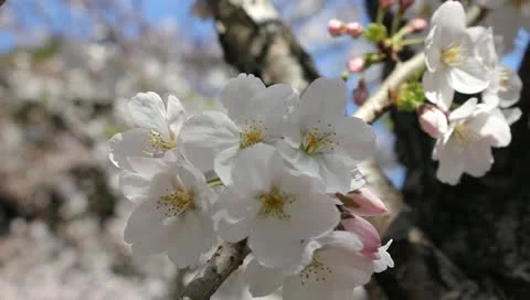 Cherry blossoms (Sakura) in downtown Tokyo, Japan Video stock 10875855