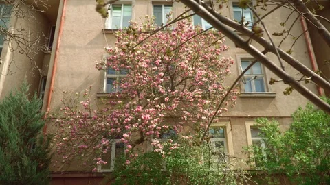 Cherry blossoms. Sakura flowers on the background of buildings . Beautiful Stock Footage 106869457