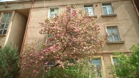 Cherry blossoms. Sakura flowers on the background of buildings . Beautiful Stock Footage 106869467