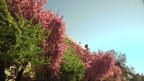 Cherry blossoms. Sakura flowers on the background of buildings . Beautiful Stock Footage 106869790