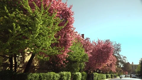 Cherry blossoms. Sakura flowers on the background of buildings . Beautiful Stock Footage 106869796