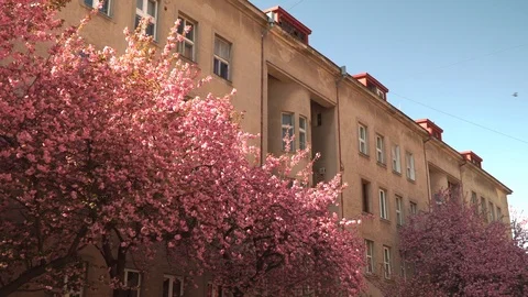 Cherry blossoms. Sakura flowers on the background of buildings . Beautiful Stock Footage 106869827