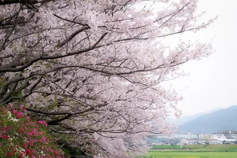 Cherry blossoms sakura flowers in full bloom in Japan.  Stock Photos