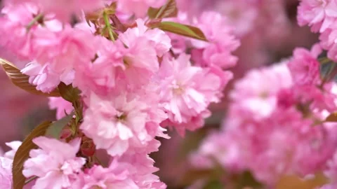 Cherry Blossoms sakura さくら サクラ 桜 Video stock 239523261