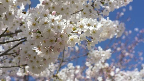 Cherry blossoms, Sakura, in full bloom on spring season Stock Footage 91181511