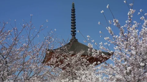 Cherry blossoms, Sakura, in full bloom on spring season Stock Footage 91181589