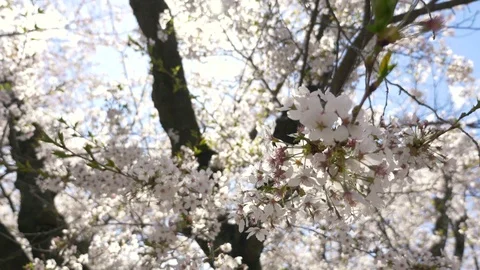 Cherry blossoms, Sakura, in full bloom on spring season Video stock 91182031