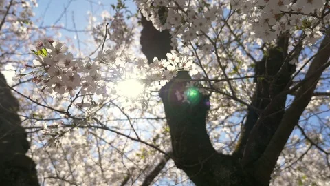 Cherry blossoms, Sakura, in full bloom on spring season Stock Footage 91182037