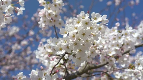 Cherry blossoms, Sakura, in full bloom on spring season Video stock 91182423