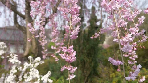 Cherry blossoms, Sakura, in full bloom on spring season Video stock 91182553