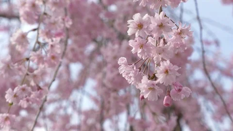 Cherry blossoms, Sakura, in full bloom on spring season Video stock 91196446