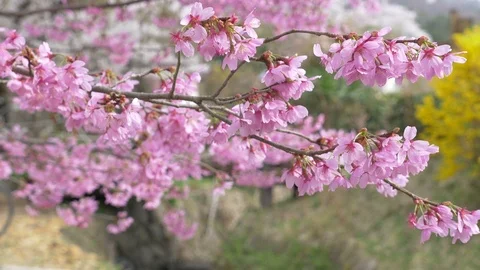 Cherry blossoms, Sakura, in full bloom on spring season Video stock 91196449