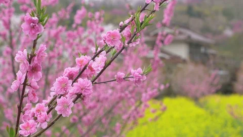 Cherry blossoms, Sakura, in full bloom on spring season Stock Footage 91321743
