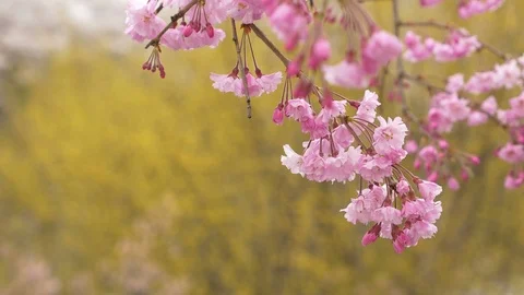 Cherry blossoms, Sakura, in full bloom on spring season Video stock 91321745