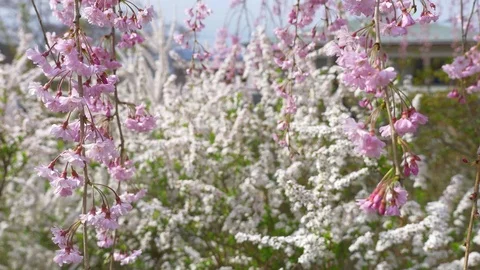 Cherry blossoms, Sakura, in full bloom on spring season Video stock 91321782