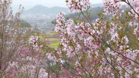 Cherry blossoms, Sakura, in full bloom on spring season Video stock 91323556