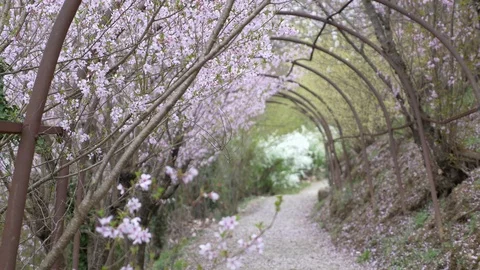 Cherry blossoms, Sakura, in full bloom on spring season Video stock 91323604