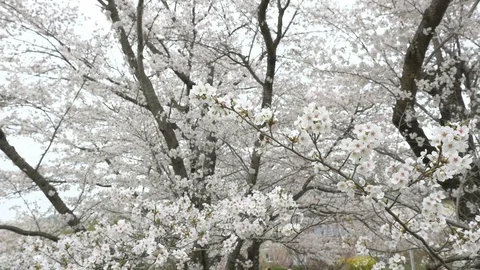 Cherry blossoms, Sakura, in full bloom on spring season Video stock 91323634