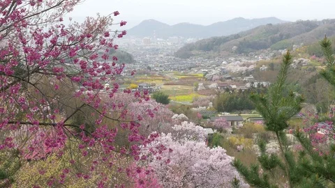 Cherry blossoms, Sakura, in full bloom on spring season Stock Footage 91323708